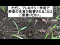 【耕作放棄地　開墾】から２年半でここまで【チガヤ再生】。【不耕起栽培】ができるのか？ジャガイモを植えた畝で、２週間経ったらこんなに！