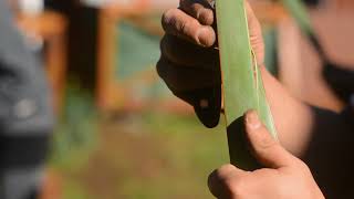 Proceso de tejido de la Ñocha (Phormium tenax)