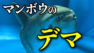 みんなが知らない最弱生物としてネタにされるマンボウの真実！はびこるデマを徹底解説【ゆっくり解説】