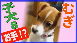 【わんこ】ジャックラッセルテリアの子犬、むぎのはじめてのお手とおすわり【子犬動画】