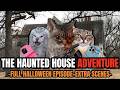 Cat MEMES: THE HAUNTED HOUSE ADVENTURE