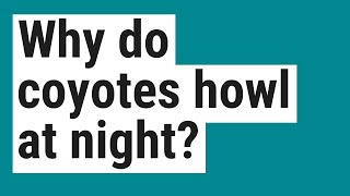Why Do Coyotes Howl At Night