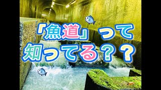 ダムを巡ろう！「魚道」って知ってる？