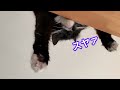 『垂れ猫菫くん』〜日常〜　メインクーン専門猫カフェmof.mof