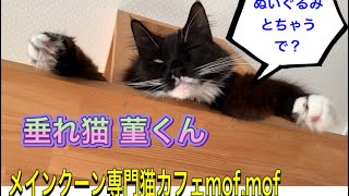 『垂れ猫菫くん』〜日常〜　メインクーン専門猫カフェmof.mof