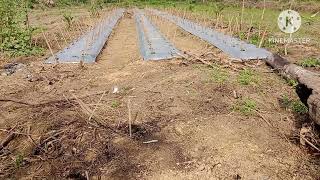 alhamdulillah aktifitas umak bersama ponakan di kebun