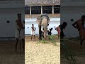 churoormadam rajashekaran shortvideo shortfeed elephant