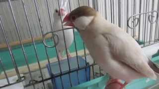 片思い・・・シナモン文鳥の求愛ダンス♪