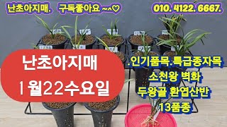 1월22수요일 소천왕.송정 두왕골환엽산반 두화변산반중투.호피중투 서반단엽