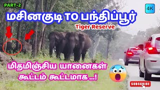 PART 2 of 2 -ஊட்டி to பந்திப்பூர் TIGER- 4k😳Iயானைகள் கூட்டமாக மிதமிஞ்சிய😍OOTY to BANDHIPUR TIGER RES