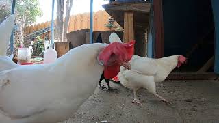 Backyard Chickens Relaxing Sounds Noises Video! Hens Clucking Roosters Crowing!