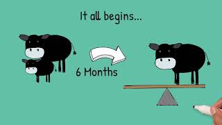 Pasture to Plate | Buffalo Feeders Explained
