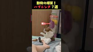 Instagramで8億回バズった動物ハプニング動画7選！7Animal Happenings Videos That Got 800 Million Buzz on Instagram!#犬#猫