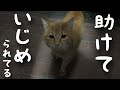 助けて！野良猫が救いを求めて玄関から離れない【ネコ・保護猫】