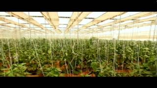 Vibrant Gujarat Global Agriculture Summit 2013 English TVC