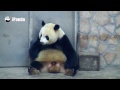 giant panda ying ying aerobic fitness workout：shake fat