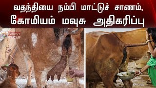 1 கிலோ மாட்டு சாணம் ,1லிட்டர் மாட்டு கோமியம் ரூ.500க்கு விற்பனை | Corona | India | Kolkata