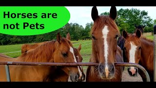 Horses are not pets. This is why!