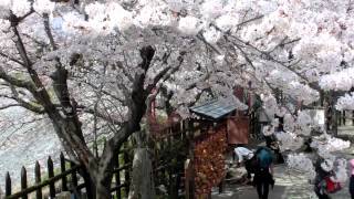 墨俣桜祭りと春爛漫一夜城