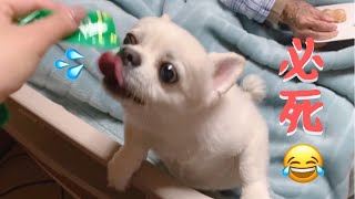 【犬まっしぐら】食べるのが大好きなチワワ！夢中で食べる姿は見てて気持ちがいい！Food fighter