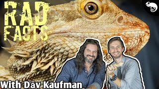 Bearded Dragons - 27 Rad Facts! Dāv Kaufman and Clint's Reptiles