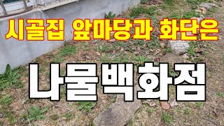 시골집 앞마당과 화단은 나물 백화점