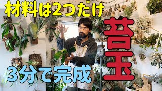 超初心者向け着生植物ビカクシダの育て方と超簡単な苔玉の作り方