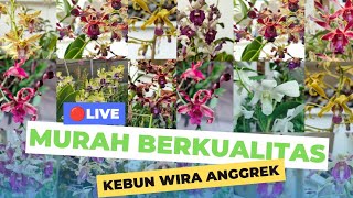 Wira Anggrek sedang live sekarang! Bulatan jumbo murseee