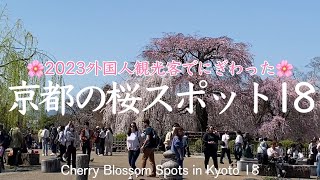 外国人観光客で賑わった京都の桜🌸お花見スポット総集編2023年🌸Kyoto Cherry Blossom Viewing Spots Highlights 2023 Japan