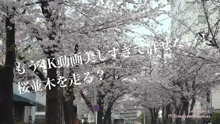 4K動画4K video　ドライブ　名古屋市内桜並木を走る I run a row of cherry blossom trees in Nagoya city