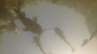 2020-0822 Catfish, fathead minnow feeding frenzy in Cochecton Sullivan County NYS pond (Catskills)