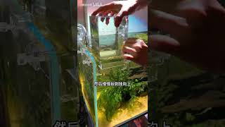 让鱼儿冲出鱼缸飞向天空，负压鱼缸，2种排气方法，你会选择哪种？