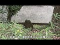 【芭蕉句碑 第69回 句碑no.73 栃木県佐野市富士町 唐澤山城跡桜の馬場】初桜折りしも今日はよき日なり