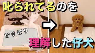 【仔犬のしつけ】飼い主の叱りを受け止めた仔犬がこちら。トイレシートビリビリ事件。