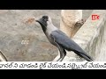 కాకి గూడును ఎలా కడుతుందో చూడండి intelligent crow building nest @cecchinnieasternchannel