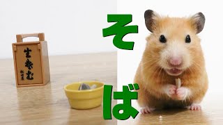 年越しそばを食べるキンクマハムスター！癒し動画　JAPAN HAMSTER