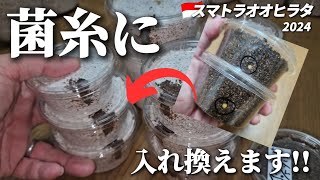 卵で回収→マット管理→菌糸カップ入れ換え！みんな元気なのか？【クワガタ飼育】【スマトラオオヒラタ】