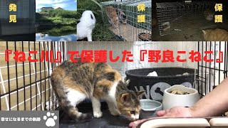 『ねこ川』で保護した子猫達が幸せになるまでの軌跡『保護から数日後・人に慣れ訓練』『台風の影響で大雨のねこ川』