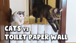 Cats vs Toilet Paper Wall | Kittiopia