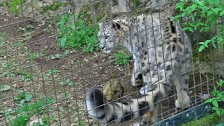 自分の尻尾に激しくじゃれるユキヒョウ・アサヒSnow leopard plays with one's tail