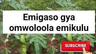 Sukari,nabbuguma, amaanyi g'ekisajja,omutwe oguluma eddagala lirino @SSENGABIROOTONEDDAGALA