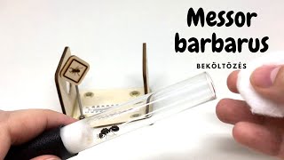 Hangyafalva - Egy Messor barbarus királynő beköltözése a faluba