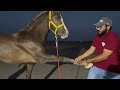 اصابة كحيلان من التمرين تهاوشوا على سمحه ضيف المربط الجديد الفرس سعده🐎😂