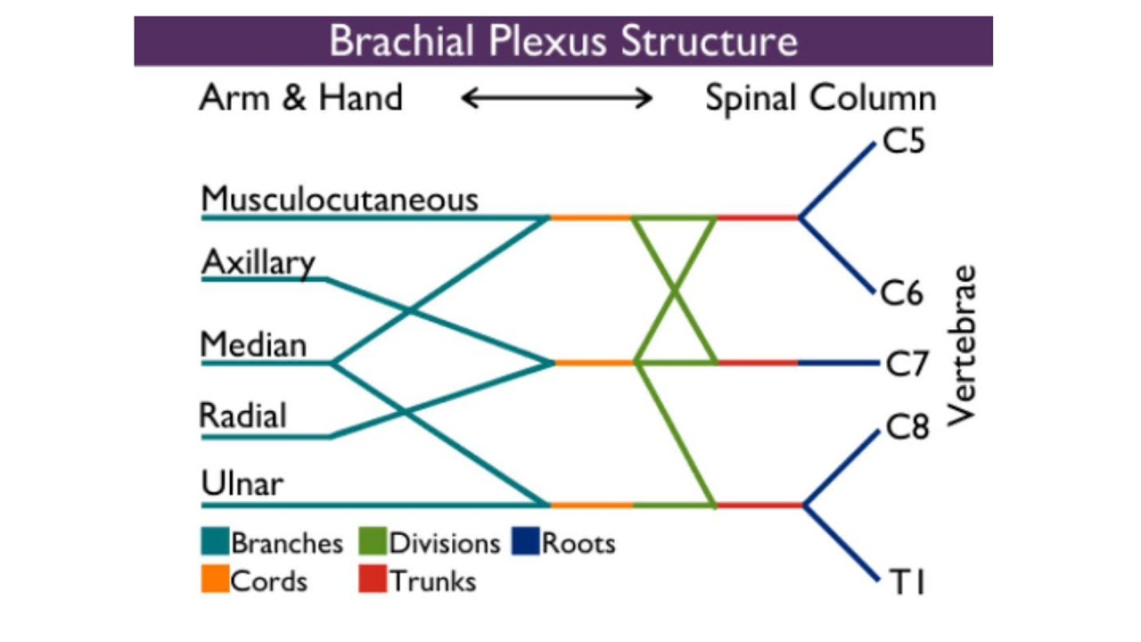 Easy Way To Remember Brachial Plexus Aginz