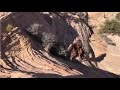 crazy places horses u0026 mules can go extreme trail riding compilation