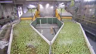 Tomatoes - Packing