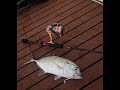 NOOSA RIVER TREVALLY FISHING!!!!