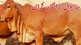 Sahiwal Brahmn  cross hiefers for sale