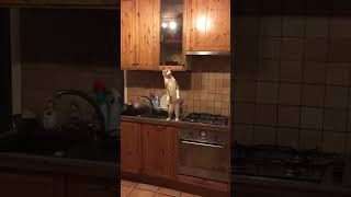 Ahahahahahahahahahaahha 😂😅 #cats #catsvideo #pets #petsvideo #funny #funnyvideos #fy #shorts