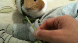 モルモットの食事（蓬）　　　　Meal of guinea pig（mugwort）